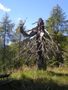 Der tanzende Derwisch