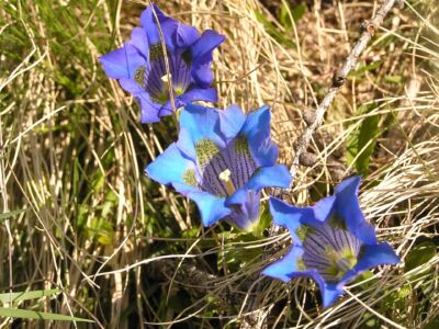 blühende Enziane im Osernonetal