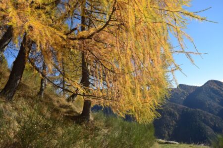 Wegrand im Herbst auf den Weg nach Piansecco