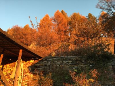 Herbstliche Stimmung in der Morgendämerung in Piansecco