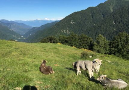 Bergleben in Piansecco so schön wie eh und je