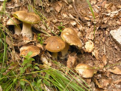 Tessiner Steinpilze, Steinpilzfund im Osernonetal