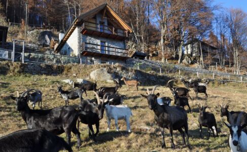 Ziegen vor dem Haus